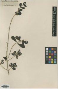 The type specimen of Pribby (Rondeletia buxifolia), endemic to Montserrat, and critically endangered. Specimen BM000927806. © The Trustees of the Natural History Museum, London (licensed under http://creativecommons.org/licenses/by/4.0/)