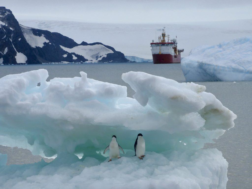 Adelie penguins in front of HMS Protector, Antarctica 2024.