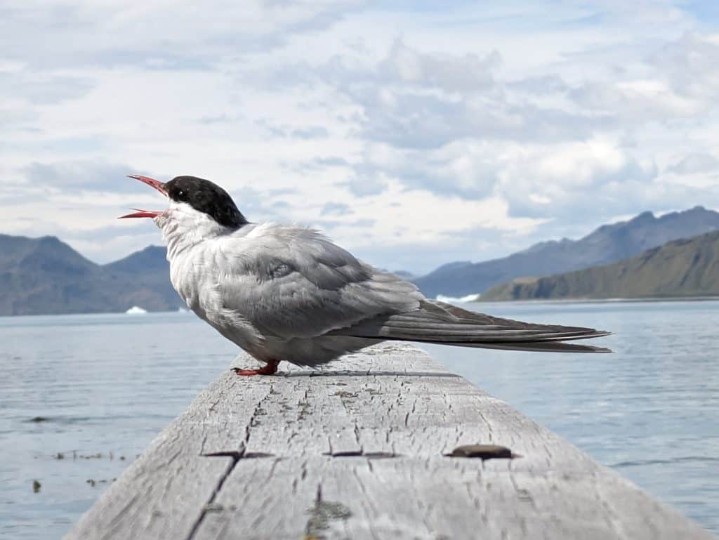 Antarctic Tern. South Georgia February 2024.