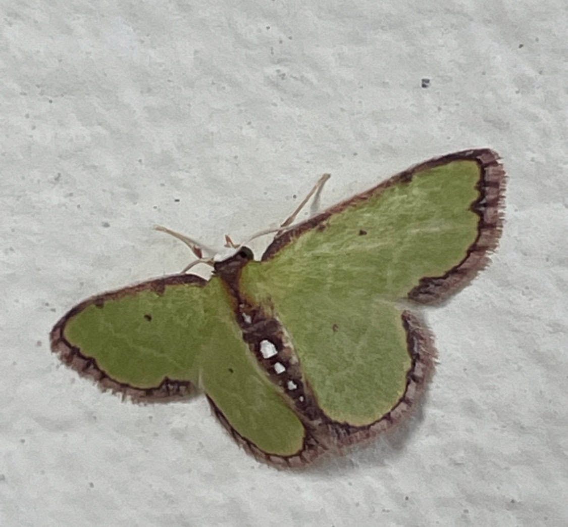 Brown bordered emerald