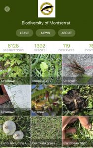 iNaturalist records