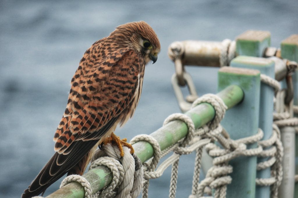 Male Kestrel onboard HMS Enterprise