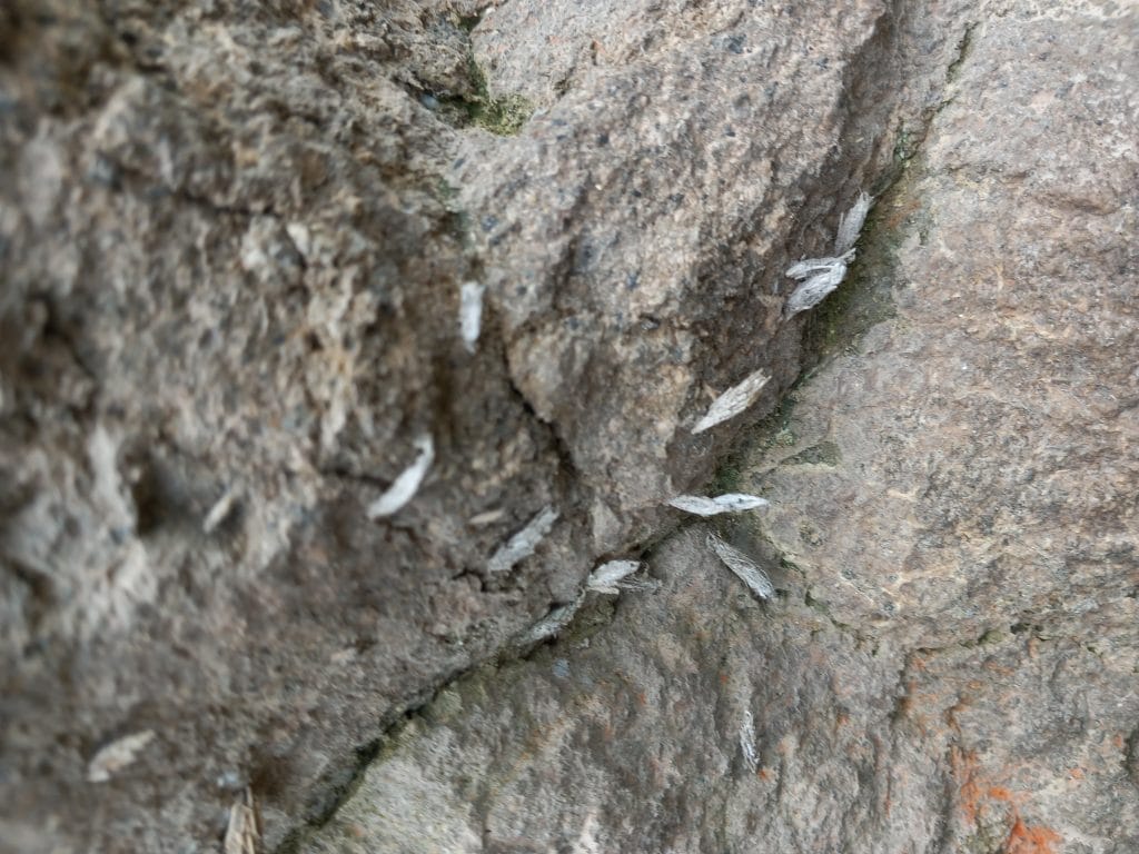 Bagworms on one of the Adopt a Home for Wildlife Sites