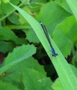 Odonata observed during insect surveys on AHW site