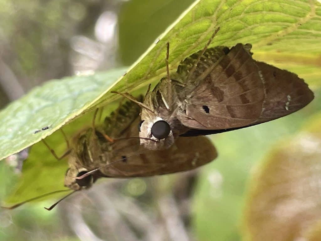 Butterflies underleaf